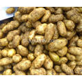 Hotsale taze patates kaliteli